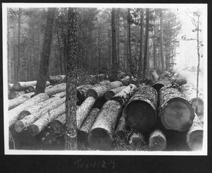 Primary view of object titled '[Cut Timber on the Right of Way - 2]'.