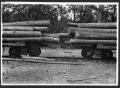 Thumbnail image of item number 1 in: '[Loaded Log Cars in the Woods]'.