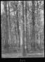 Primary view of [White Oak Timber, Trinity County, Texas]