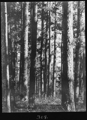Primary view of object titled '[Shortleaf Pine Timber, Houston County, Texas - 2]'.