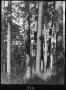 Photograph: [Shortleaf Pine Timber, Houston County, Texas - 3]