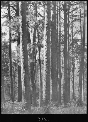 Primary view of object titled '[Longleaf Pine Timber, Houston County, Texas - 2]'.