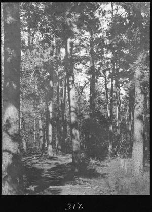 Primary view of object titled '[Shortleaf Pine Timber, Trinity County, Texas - 2]'.