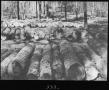Photograph: [Log Ramp on Spur Toward Camp 1]