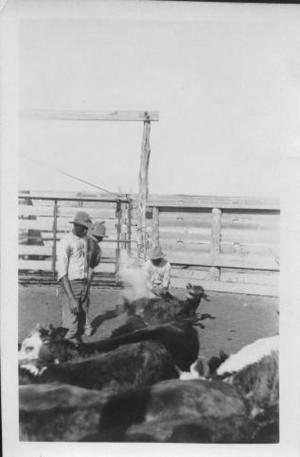 Primary view of object titled '[African-American cowboys branding calves, calf still steaming from branding]'.