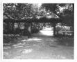 Photograph: [Photograph of the DeGolyer Estate Garden and an Unidentified Man]