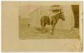 Thumbnail image of item number 1 in: '[Postcard of an Unknown Boy]'.