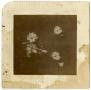 Primary view of [Photograph of Flowers]