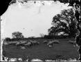 Photograph: [Sheep in a field]