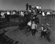 Primary view of [Four cowboys roping a horse]