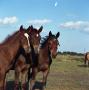 Photograph: [Three Young Horses]