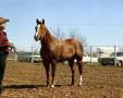 Photograph: [Raymond Howard with Horse]