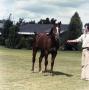 Photograph: [Man and Horse at Rivera Ranch]