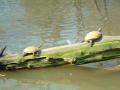 Thumbnail image of item number 1 in: '[Two turtles]'.