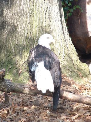 Primary view of object titled '[Bald eagle on a branch]'.