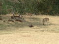 Thumbnail image of item number 1 in: '[Turkey and deers]'.