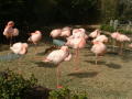 Thumbnail image of item number 1 in: '[Flamingos at the zoo]'.