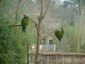 Primary view of [Two green parrots]