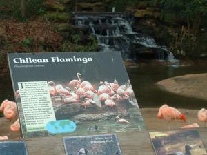 Primary view of object titled '[Flamingo exhibit]'.