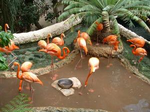 Primary view of object titled '[Flamingos in a pond]'.