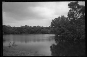 Primary view of object titled '[Trees around Miller's Lake]'.