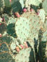 Thumbnail image of item number 1 in: '[Close-up of cactus plant]'.