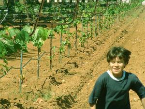 Primary view of object titled '[Boy runs down a row of cultivated grapevines]'.
