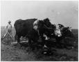 Thumbnail image of item number 1 in: '[Photogtraph of Man Plowing Sod with Team of Oxen]'.
