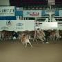 [Cutting Horse Competition: Image 1991_D-106_04]