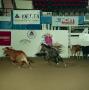 [Cutting Horse Competition: Image 1991_D-106_08]