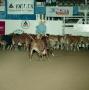 Photograph: [Cutting Horse Competition: Creeks San Badger #1]