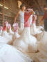 [Turkeys and workers at Hayes farm in Mansfield]