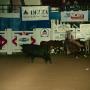 Primary view of [Cutting Horse Competition: Bobs Sugar Acre #2]