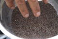 Primary view of [Reaching into container of seeds]