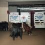 Photograph: Cutting Horse Competition: Image 1991_D-23_10