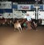 Photograph: Cutting Horse Competition: Image 1991_D-240_09