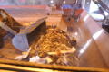 Photograph: [Heavy machinery moving debris]