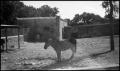 Photograph: [Photograph of Zebras at the Zoo]