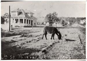 Primary view of [A Donkey on 6th Street Mineral Wells, 1916]