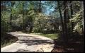 Primary view of [Unidentified Road surrounded by Dogwood Trees in Bloom]