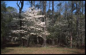 Primary view of object titled '[Dogwood Trails]'.