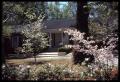 Photograph: [Photograph of House in Pine and Dogwood Trees]