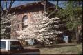 Primary view of [Photograph of Dogwood Tree in front of the Carnegie Building]