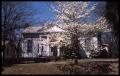 Photograph: [Dogwood Tree in Front of the Howard House - 1011 N. Perry]