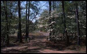 Primary view of object titled '[Dogwood Trails]'.