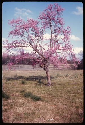Primary view of object titled '[Redbud Tree in Anderson County]'.