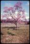 Thumbnail image of item number 1 in: '[Redbud Tree in Anderson County]'.