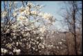 Photograph: [Dogwood Tree in Bloom in Anderson County]