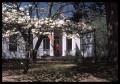 Primary view of [Dogwood Tree in Front of the Howard House - 1011 N. Perry]