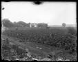 Photograph: [Plowing a cotton field]